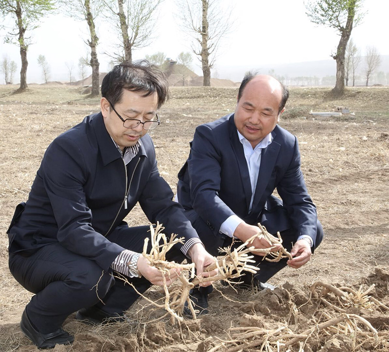 北京盛世龍精準(zhǔn)扶貧，共建黃芪種植基地